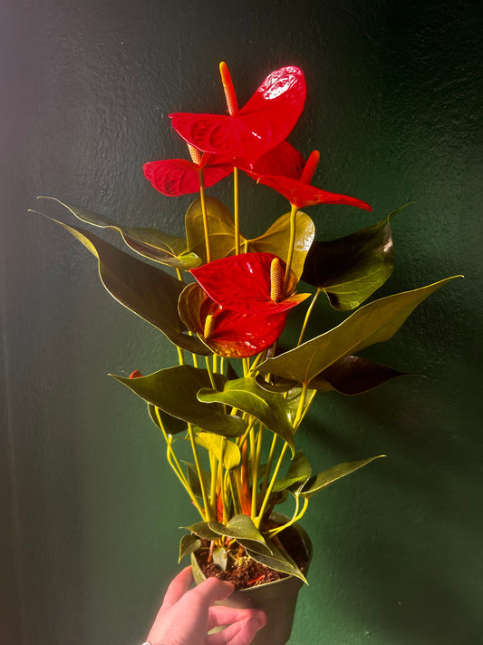Flamingo Lily Anthurium Andraeanum Houseplant