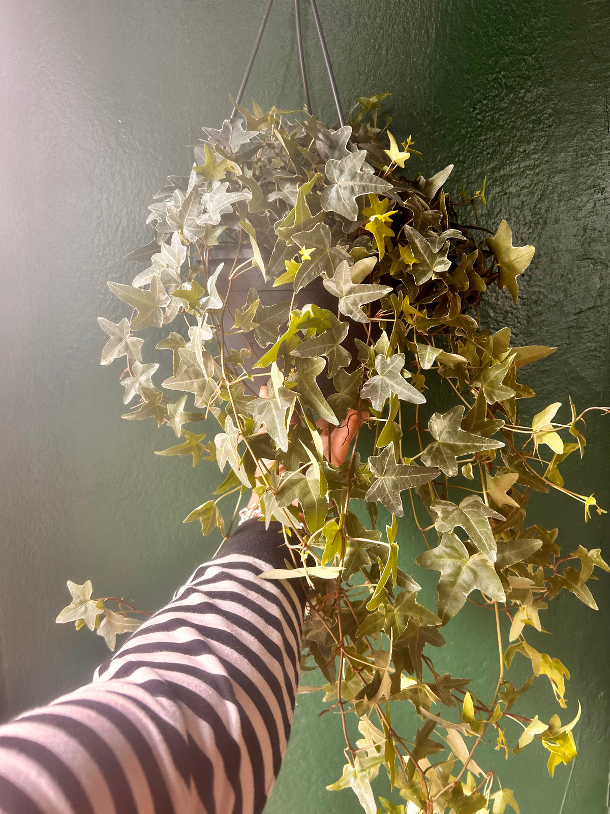 Hedera helix (English Ivy)