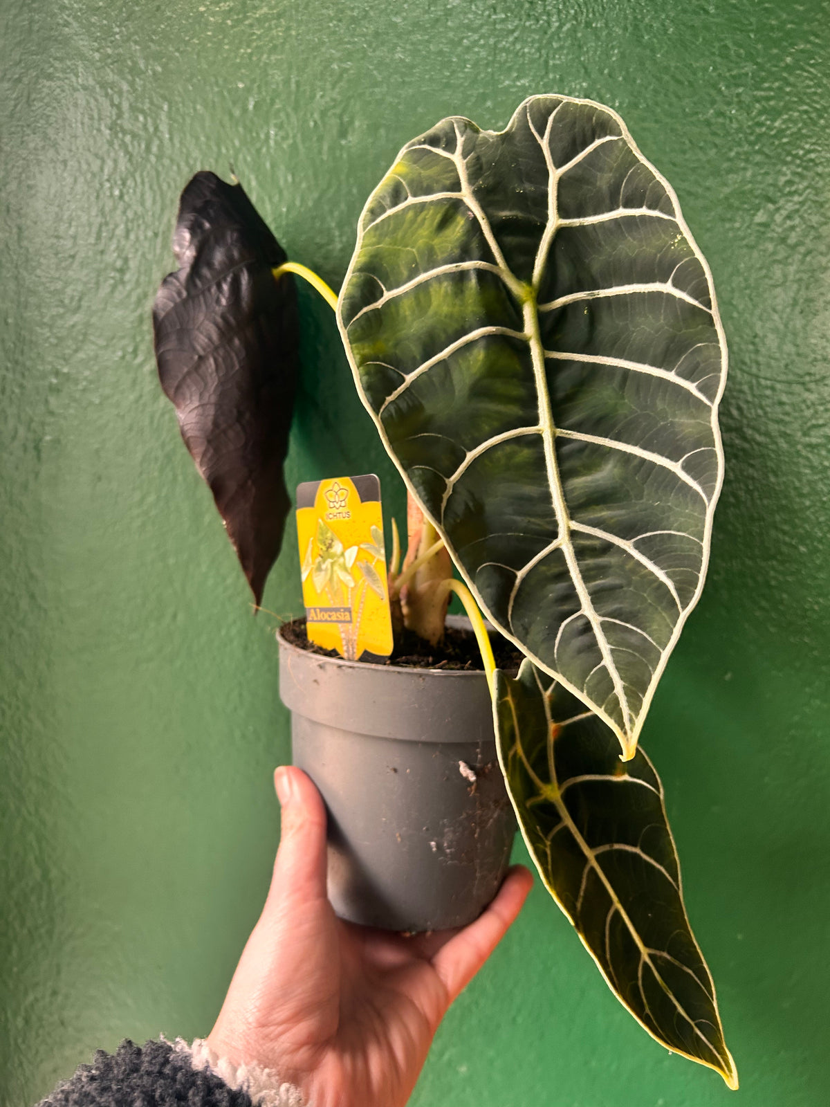 Alocasia 'Prince of Curup'