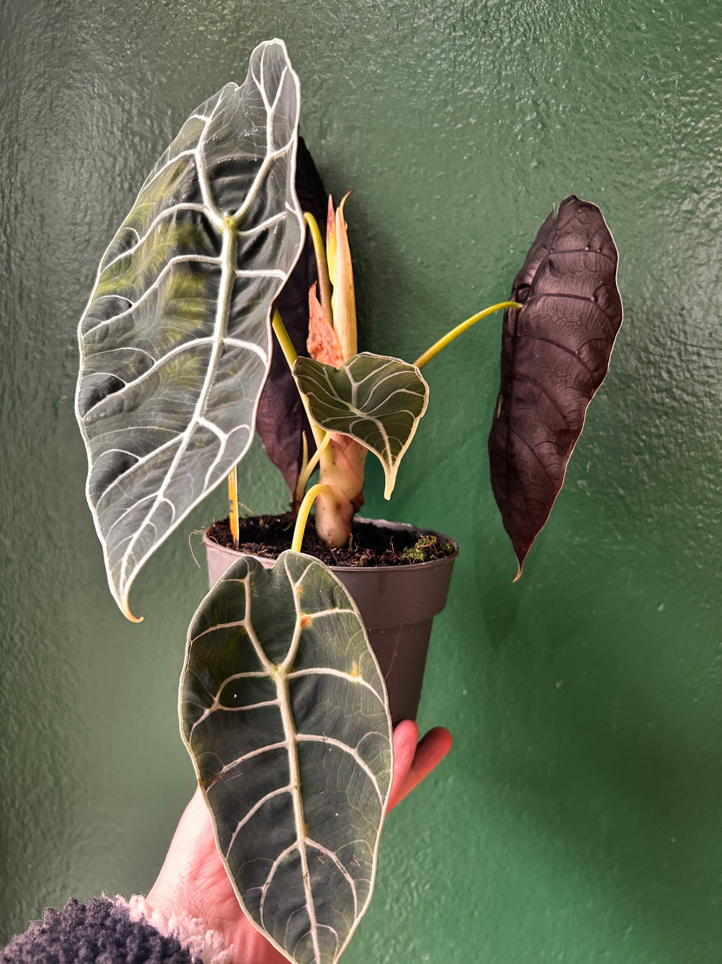 Alocasia 'Prince of Curup'