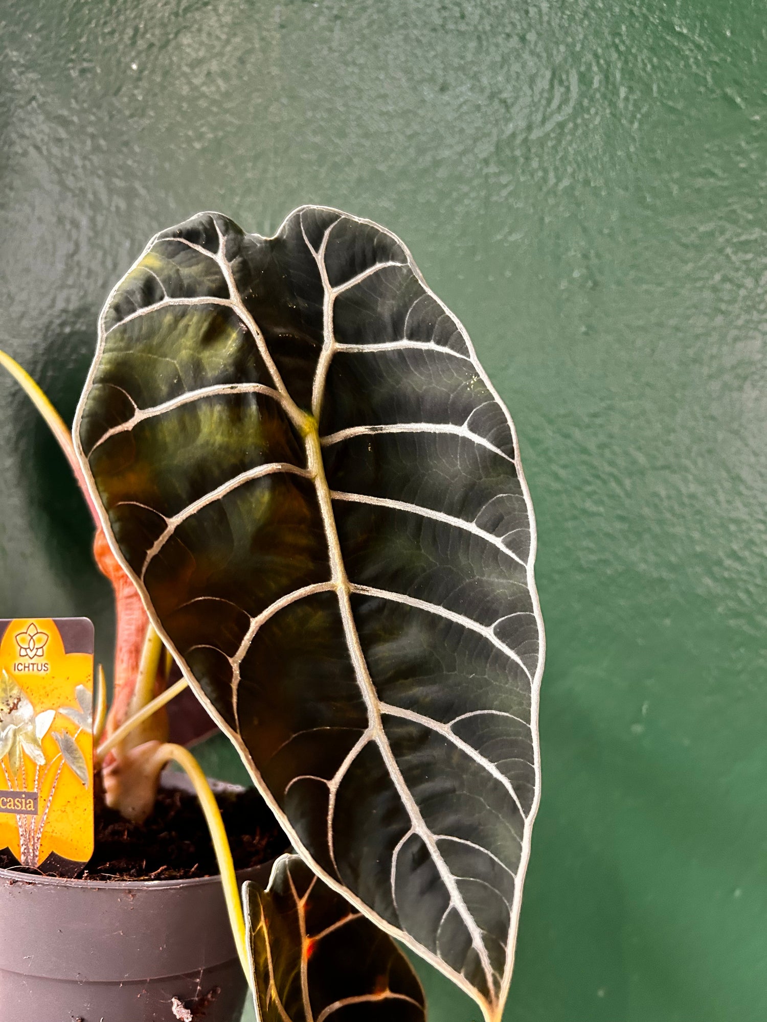 Alocasia 'Prince of Curup'