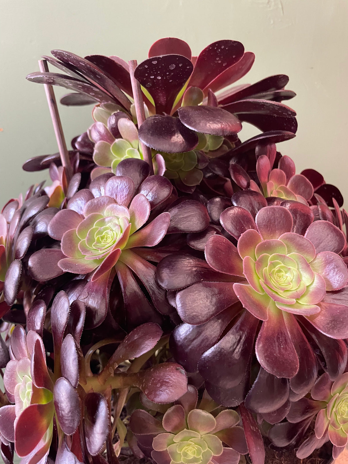 Aeonium arboreum (Houseleek Tree)