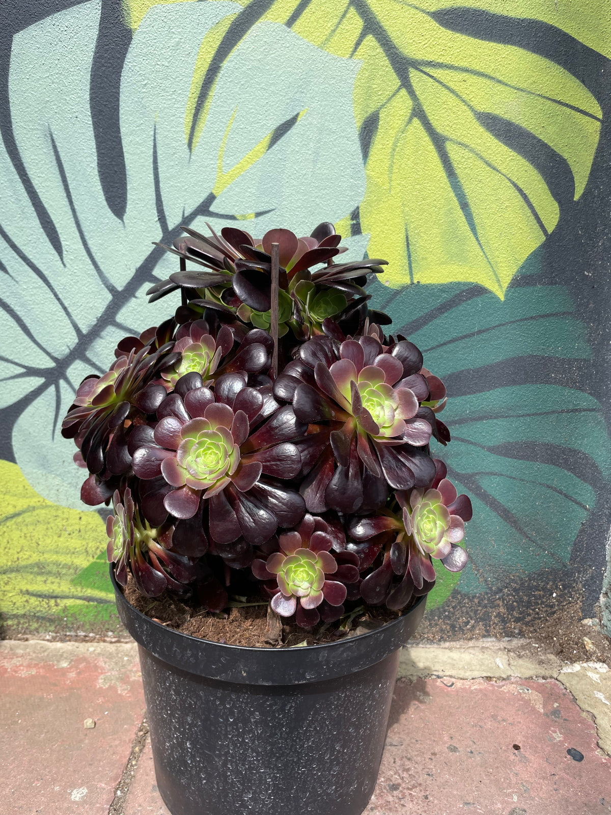 Aeonium arboreum (Houseleek Tree)