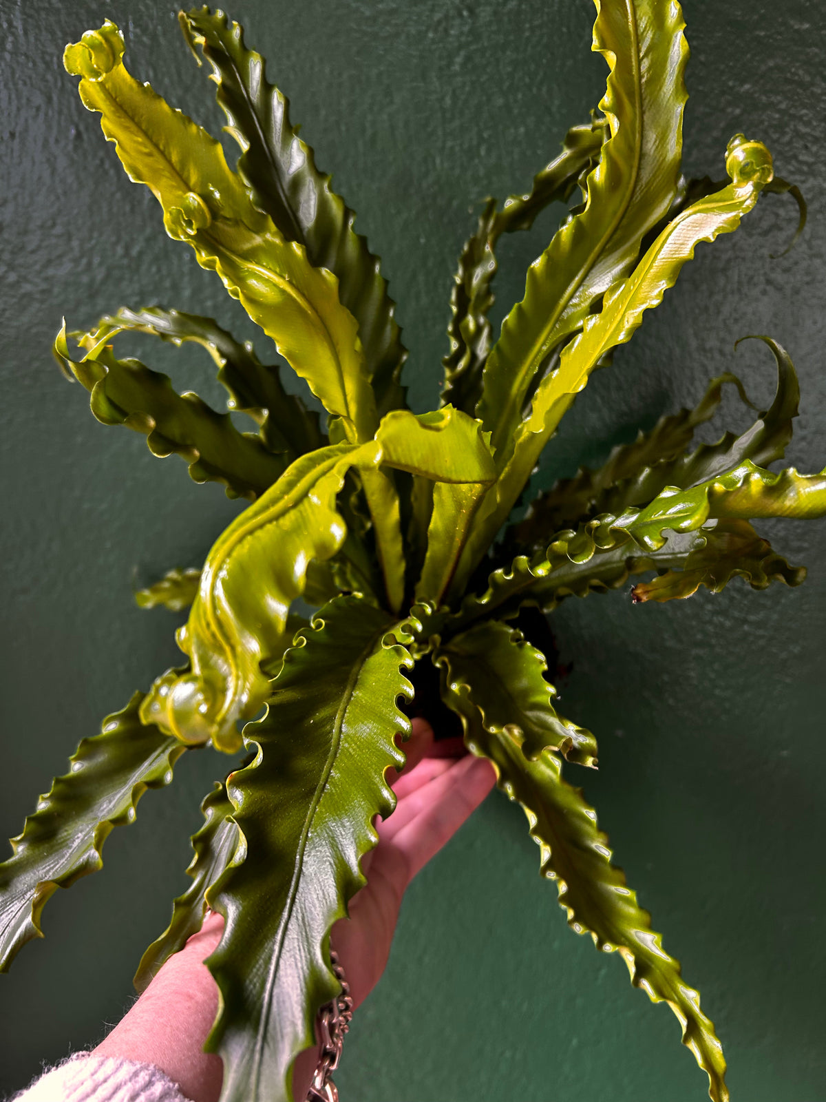 Asplenium Antiquum 'Osaka' (Birds nest fern)