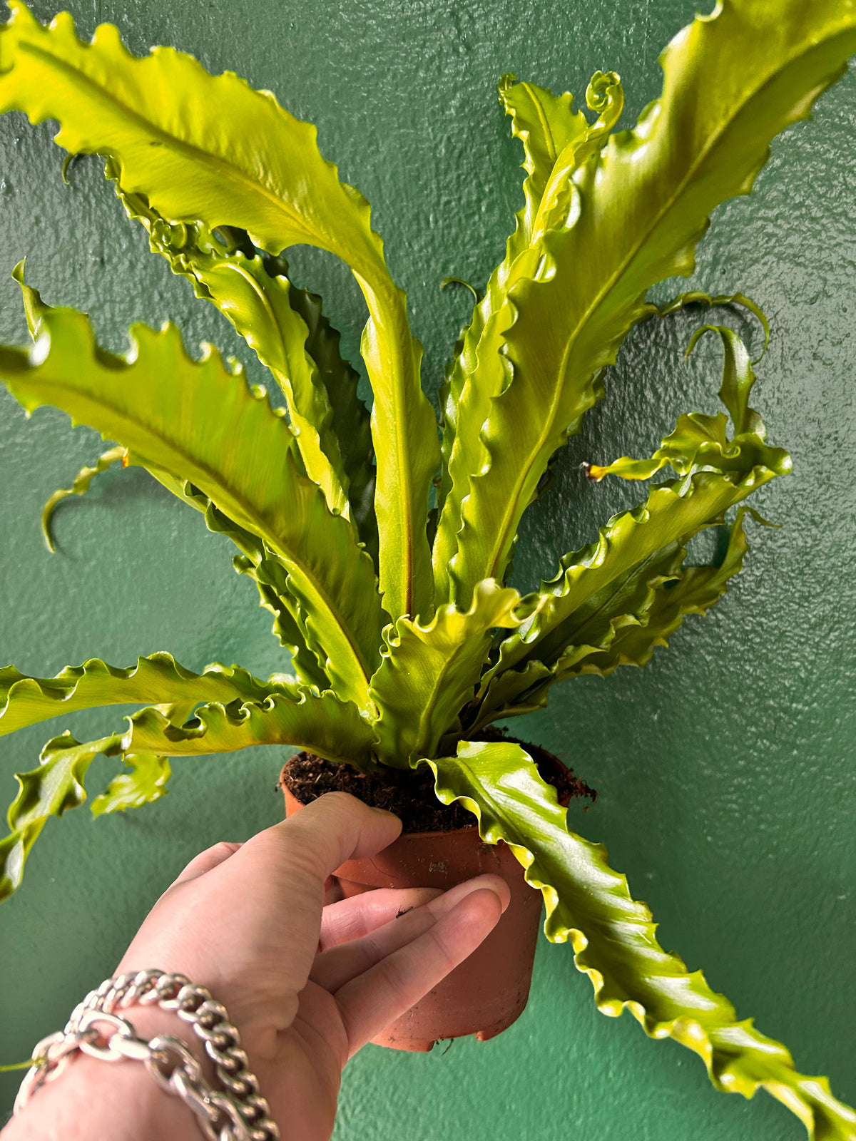 Asplenium Antiquum 'Osaka' (Birds nest fern)