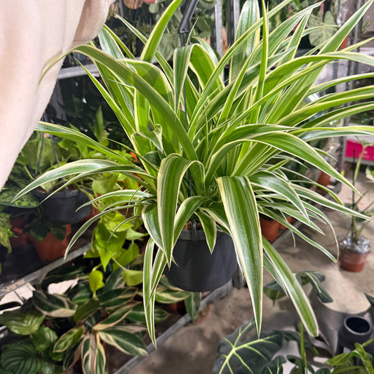 Chlorophytum Laxum 17cm Pot Size Hanging Houseplant