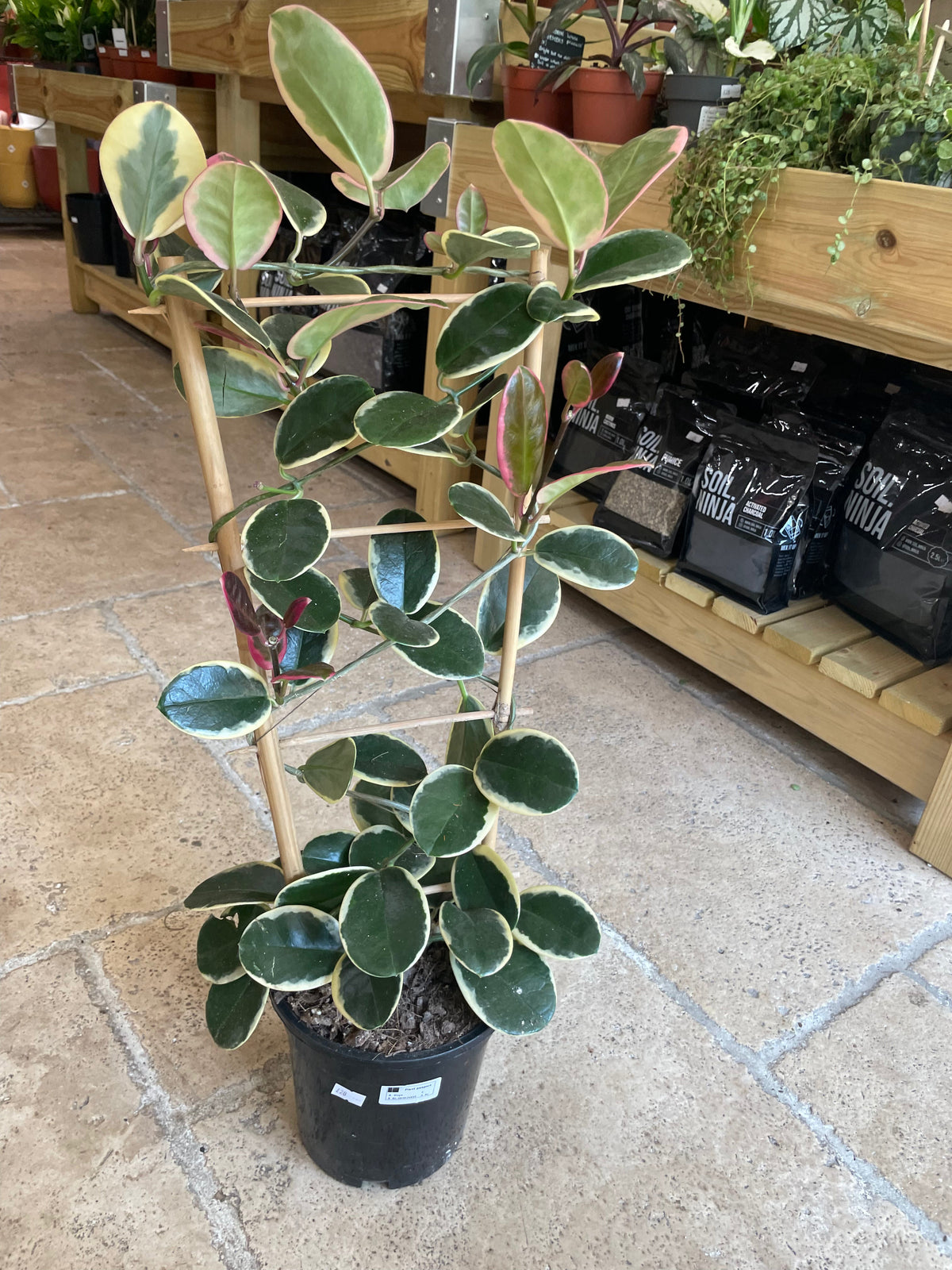 Hoya australis 'Blondie'