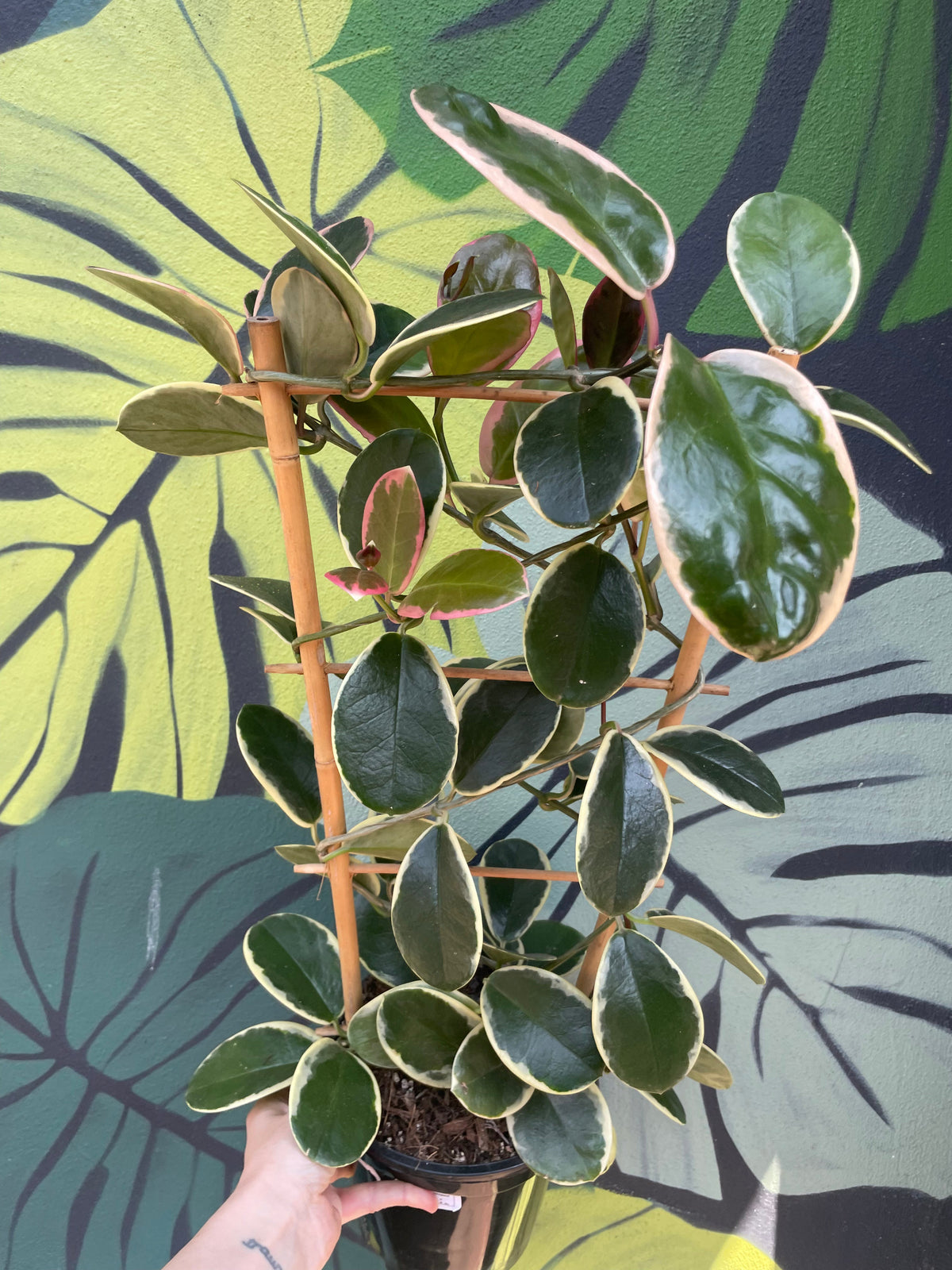 Hoya australis 'Blondie'