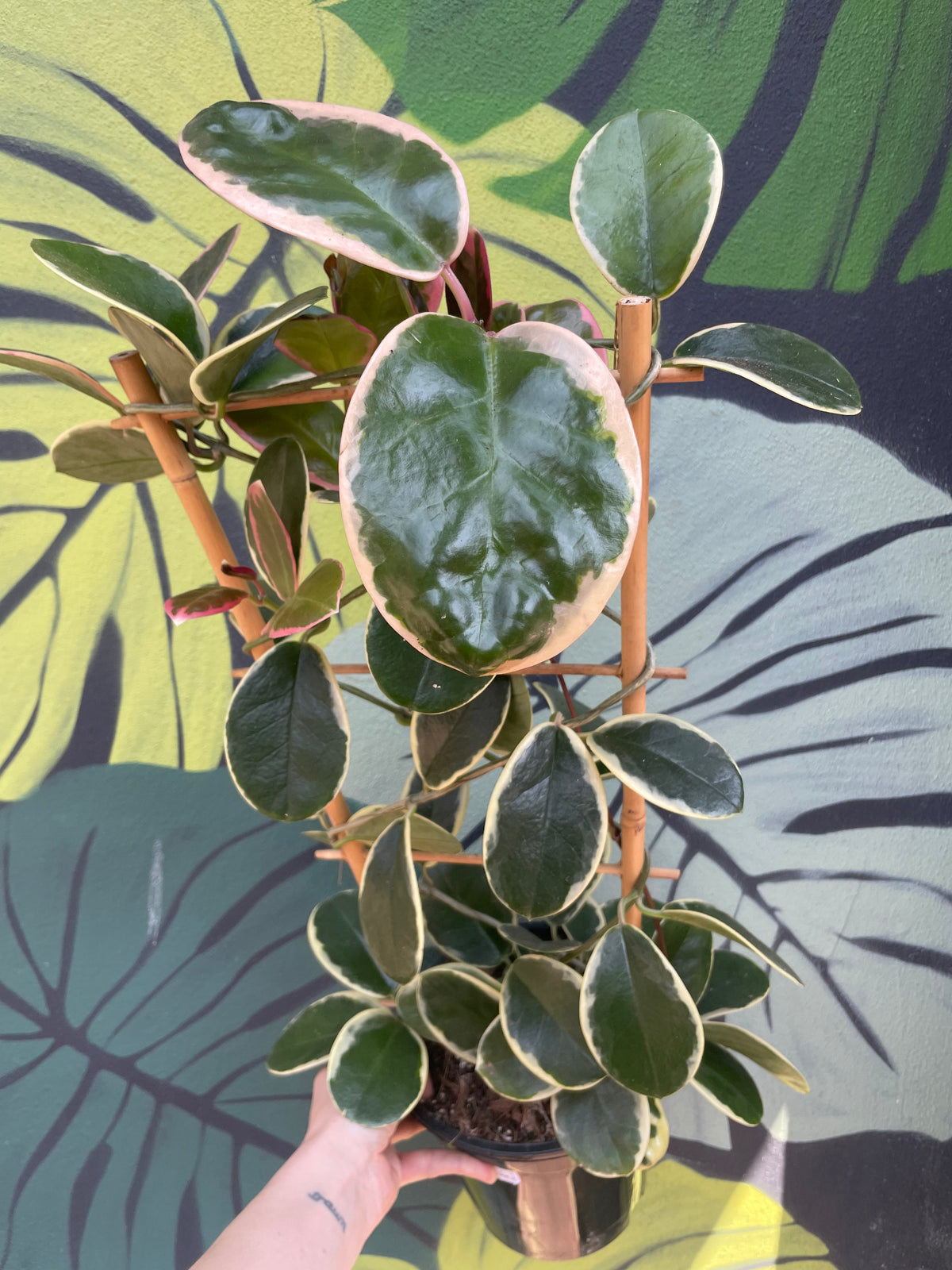 Hoya australis 'Blondie'