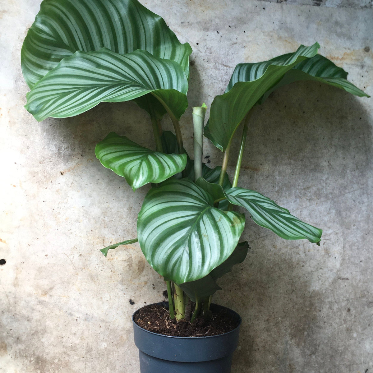Calathea orbifolia (Prayer Plant)
