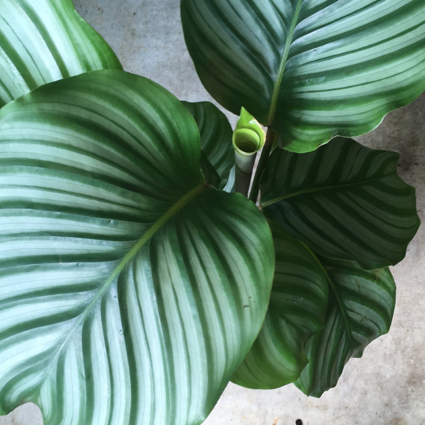 Calathea orbifolia (Prayer Plant)