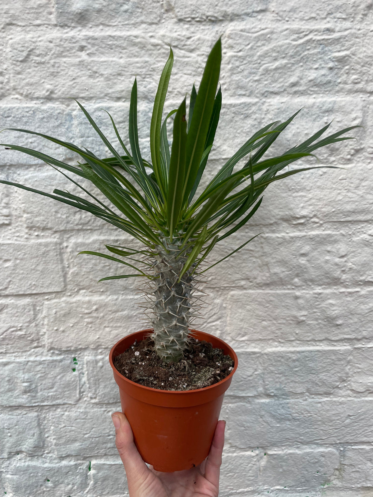 Pachypodium lamerei (Madagascar Palm)
