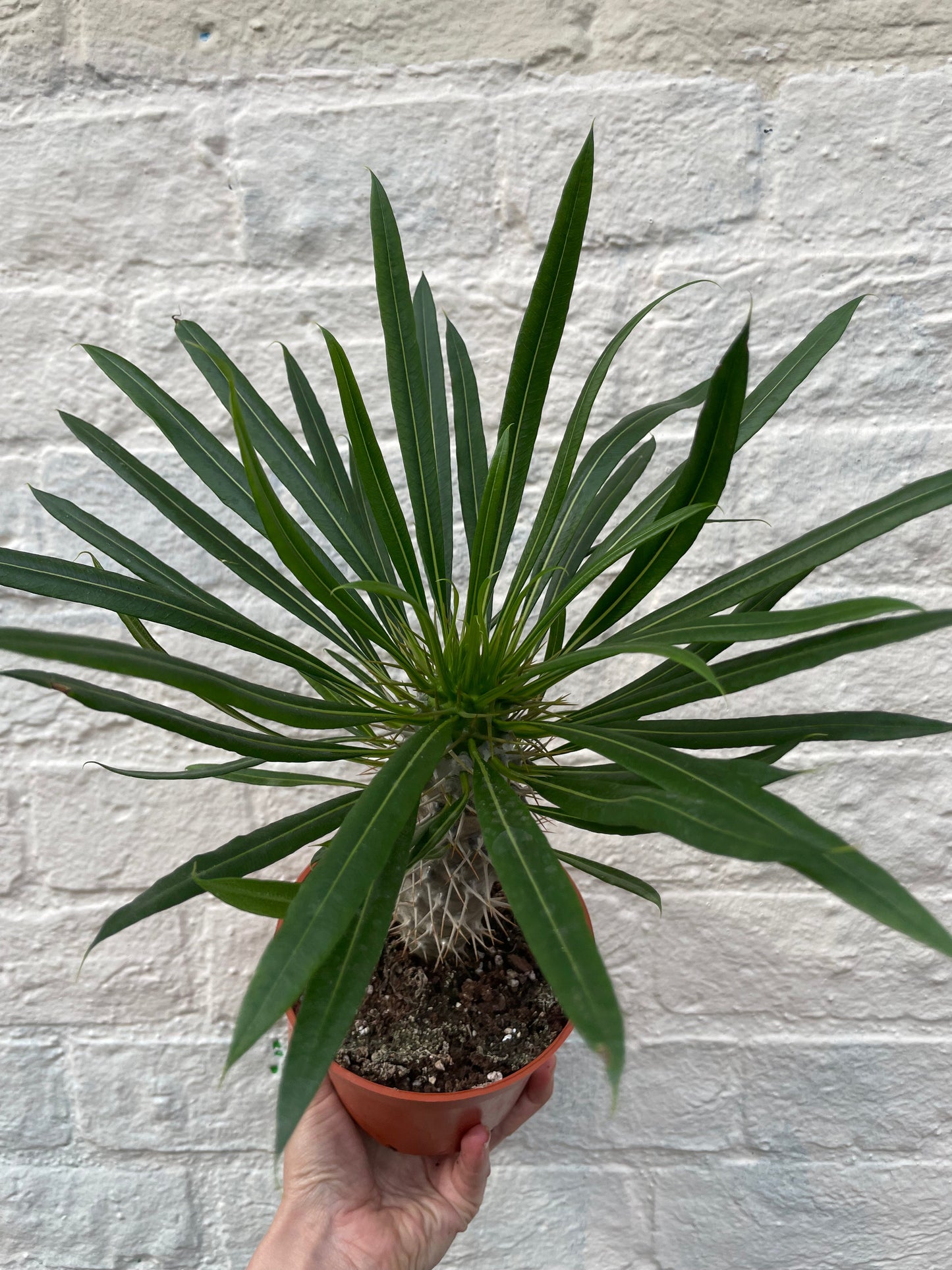 Pachypodium lamerei (Madagascar Palm)