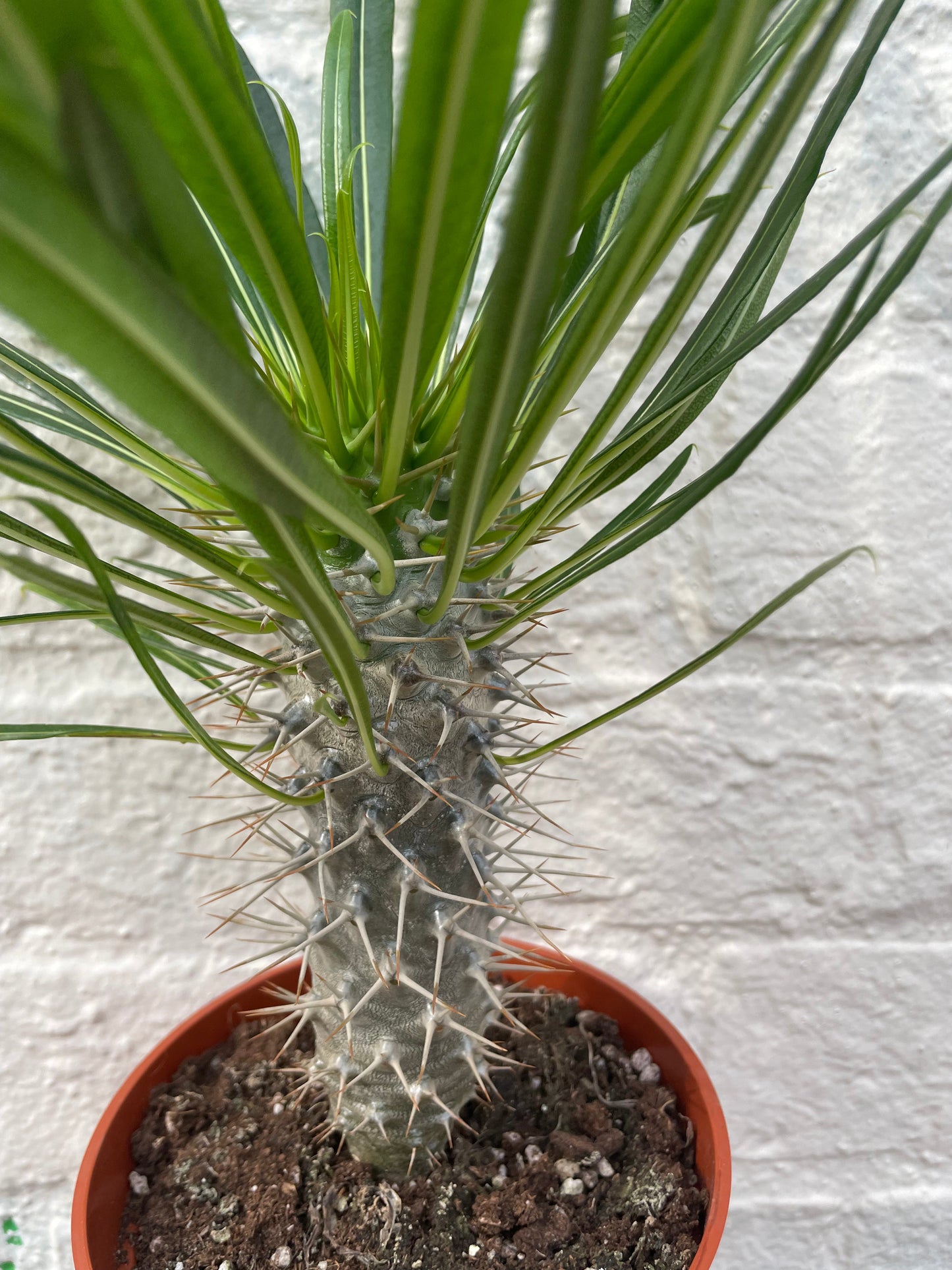 Pachypodium lamerei (Madagascar Palm)