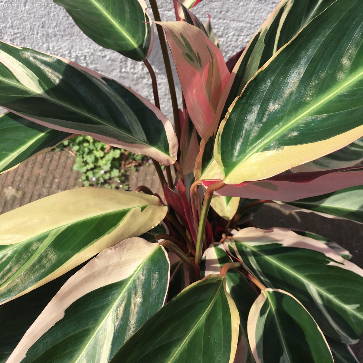 Stromanthe sanguinea 'Triostar' (Calathea Triostar)