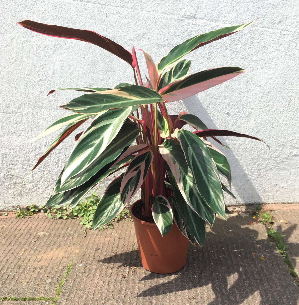 Stromanthe sanguinea 'Triostar' (Calathea Triostar)