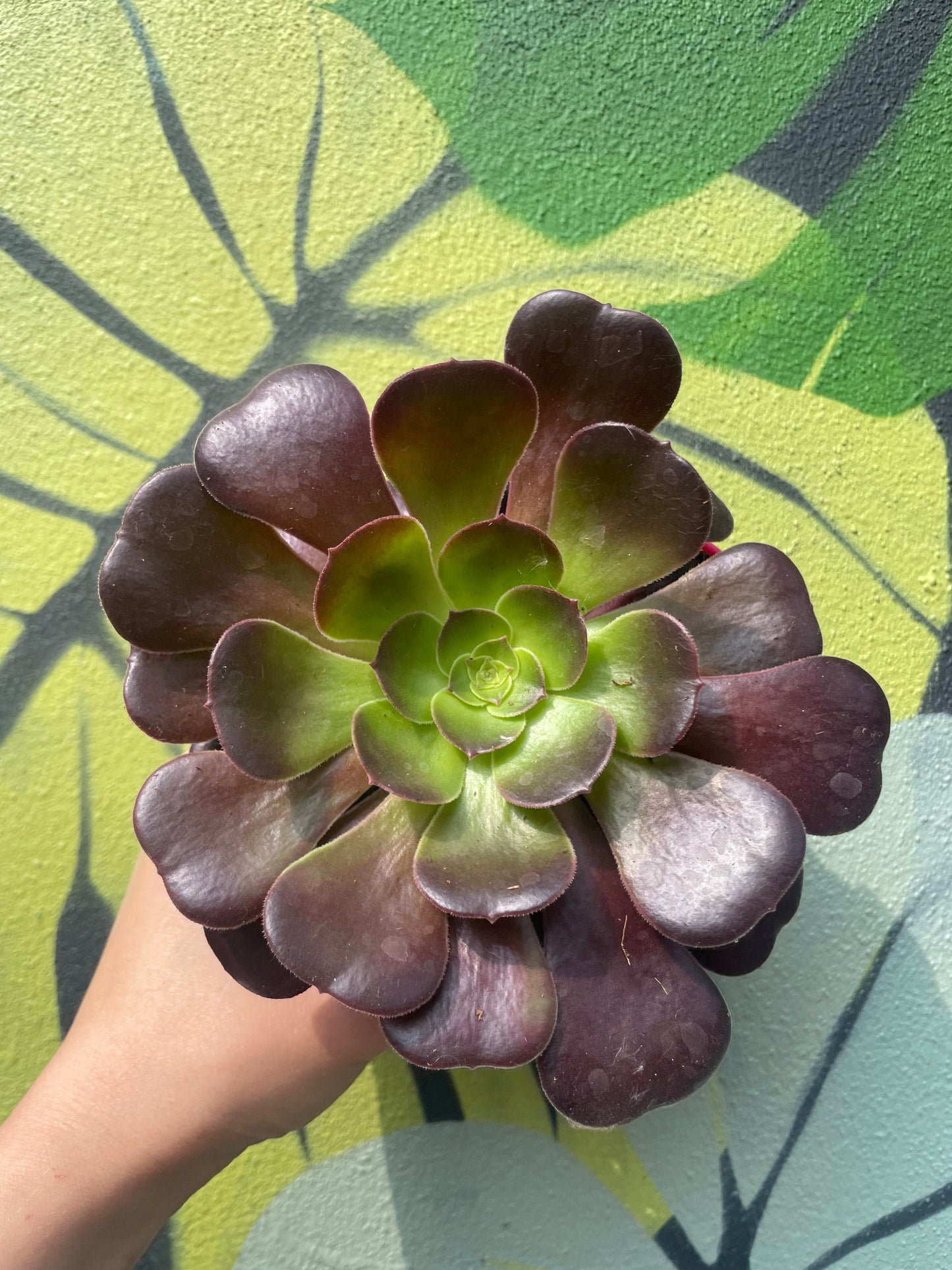 Aeonium arboreum (Houseleek Tree)