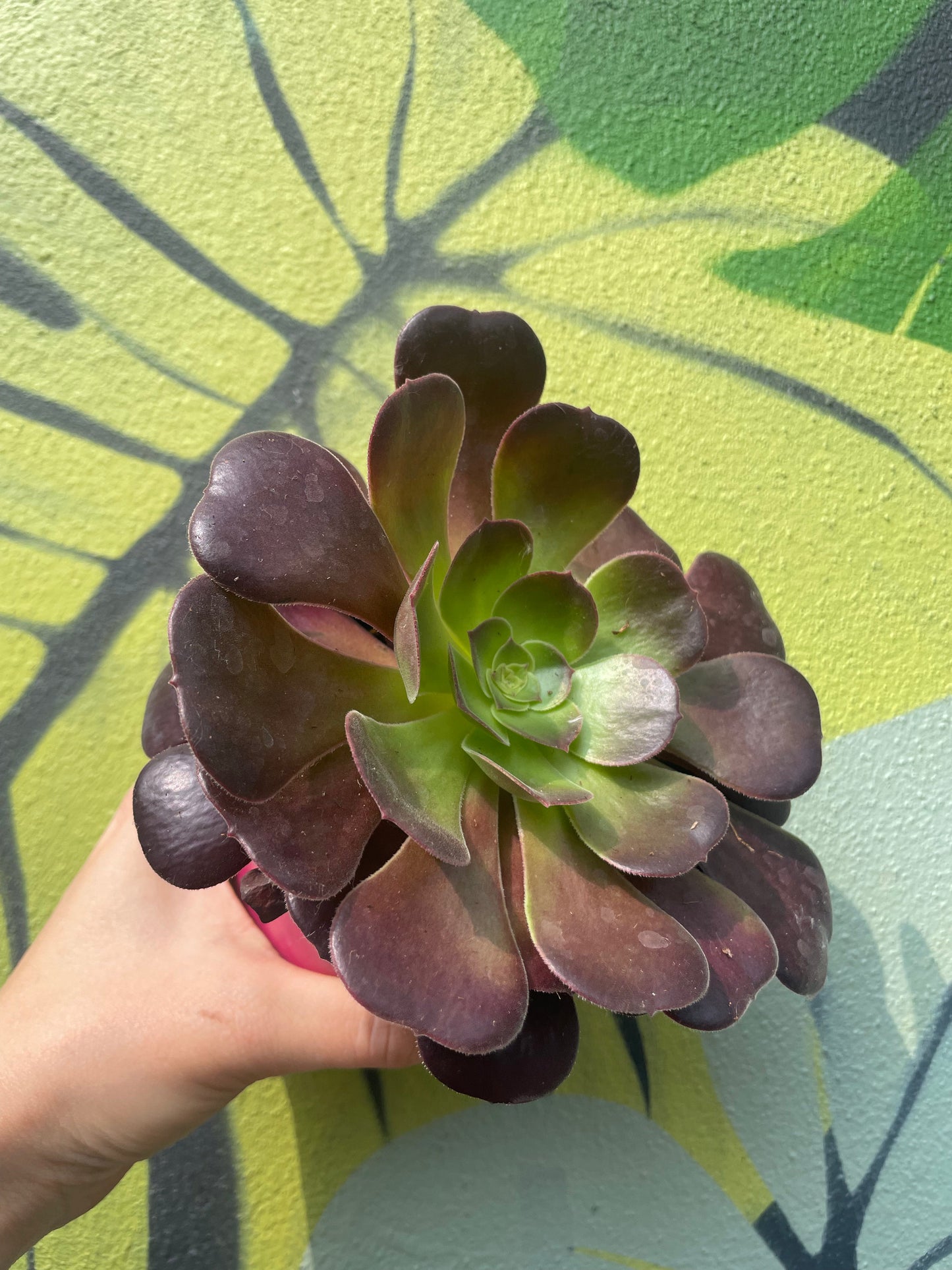 Aeonium arboreum (Houseleek Tree)