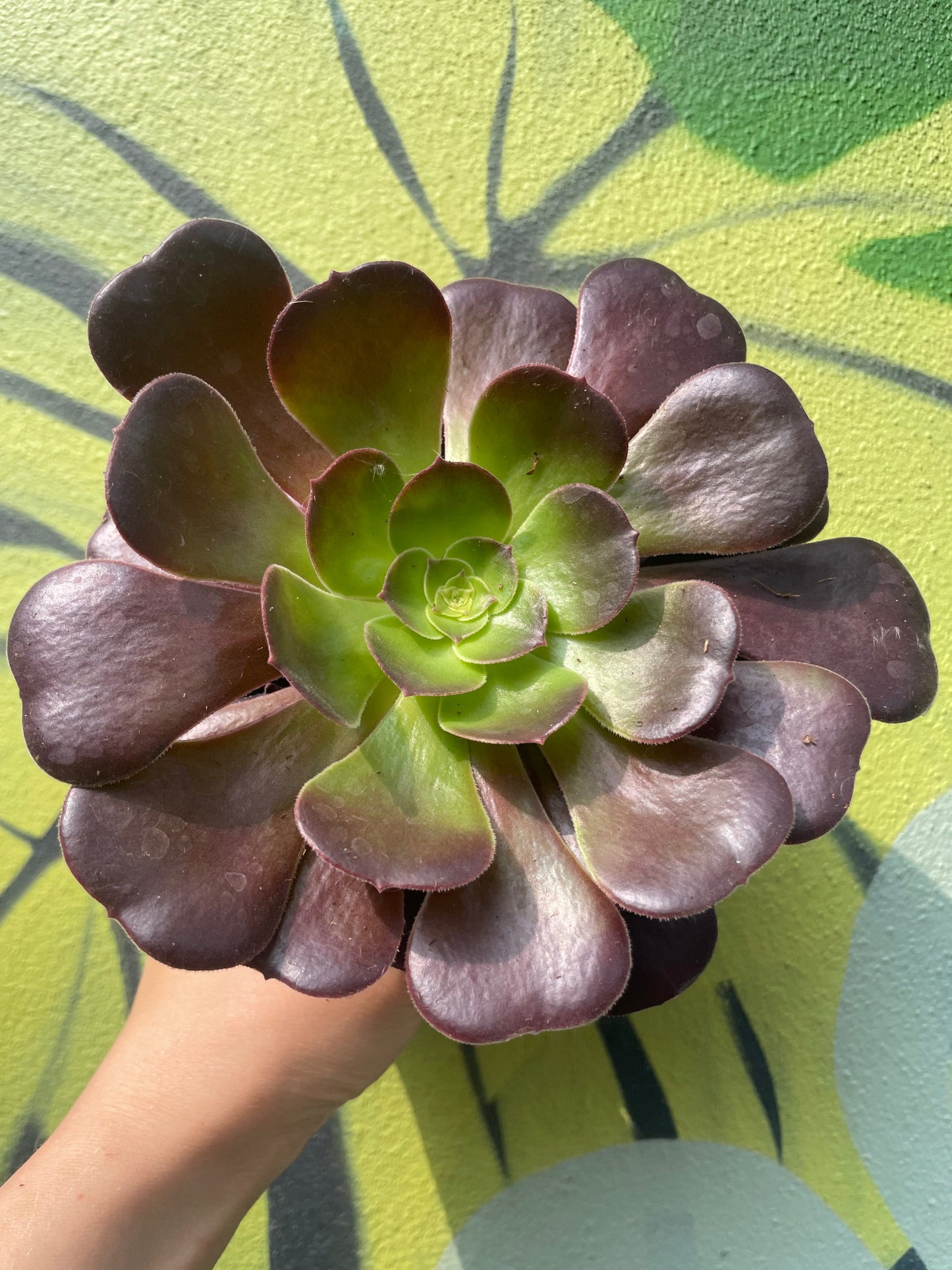 Aeonium arboreum (Houseleek Tree)