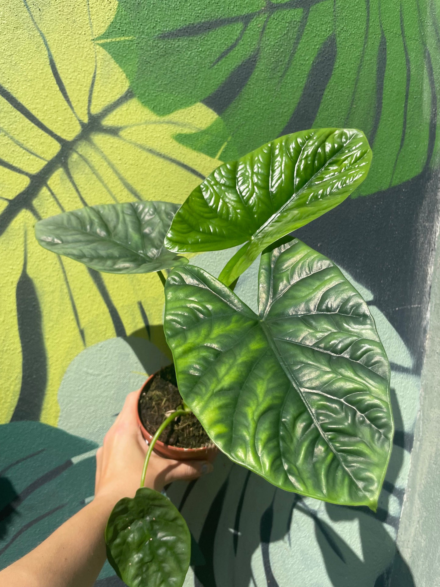 Alocasia 'Lukiwan'