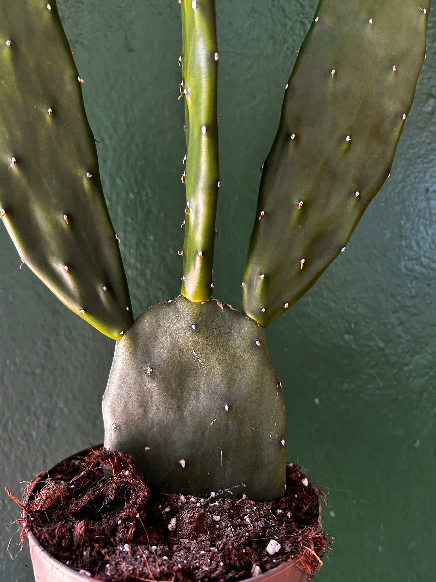 Opuntia cochenillifera (Prickly Pear)