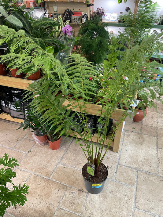 Dicksonia Antarctica For Sale - New Zealand Tree Fern Plant