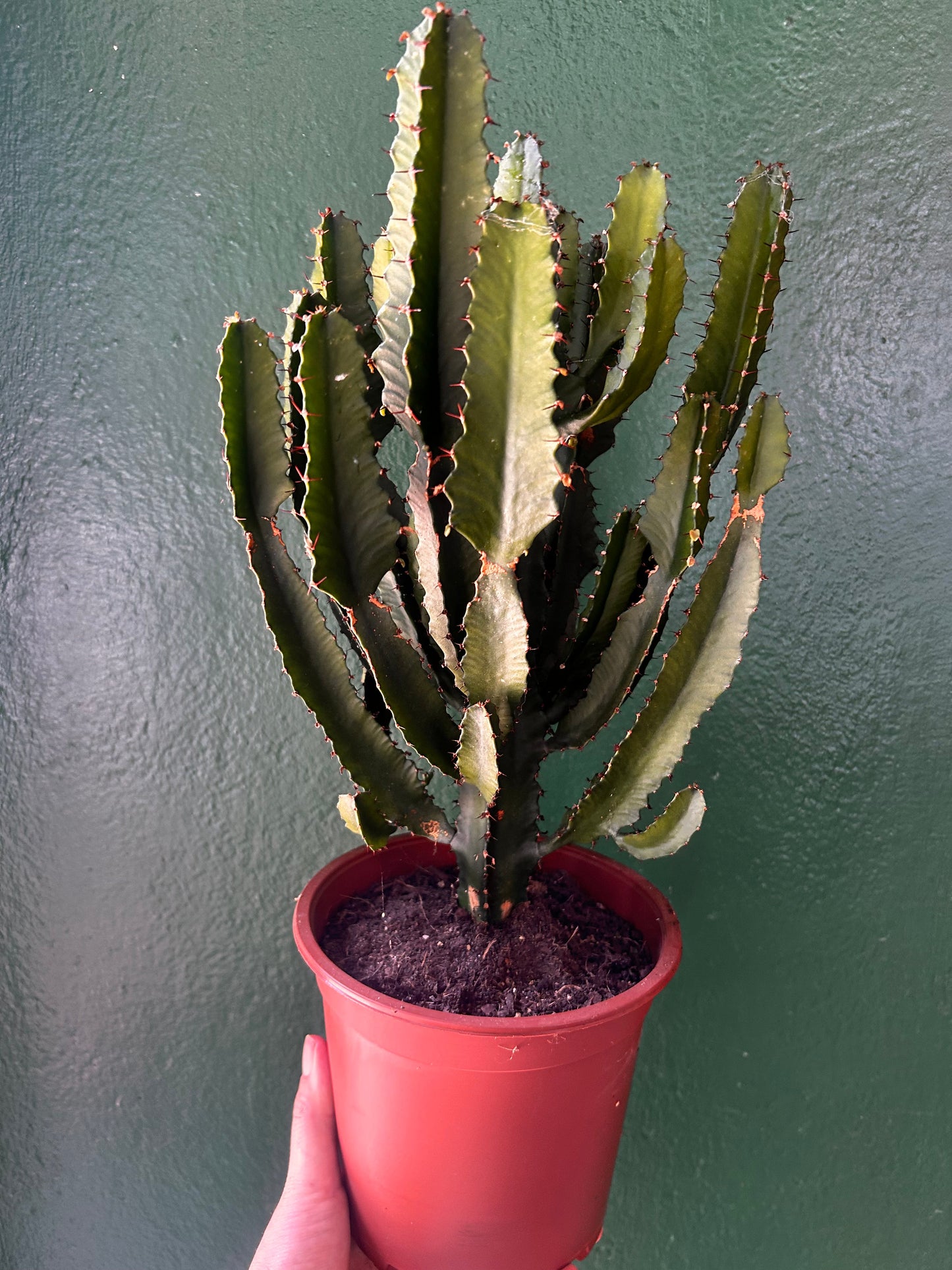 Euphorbia erytrea (Candelabara Cactus)