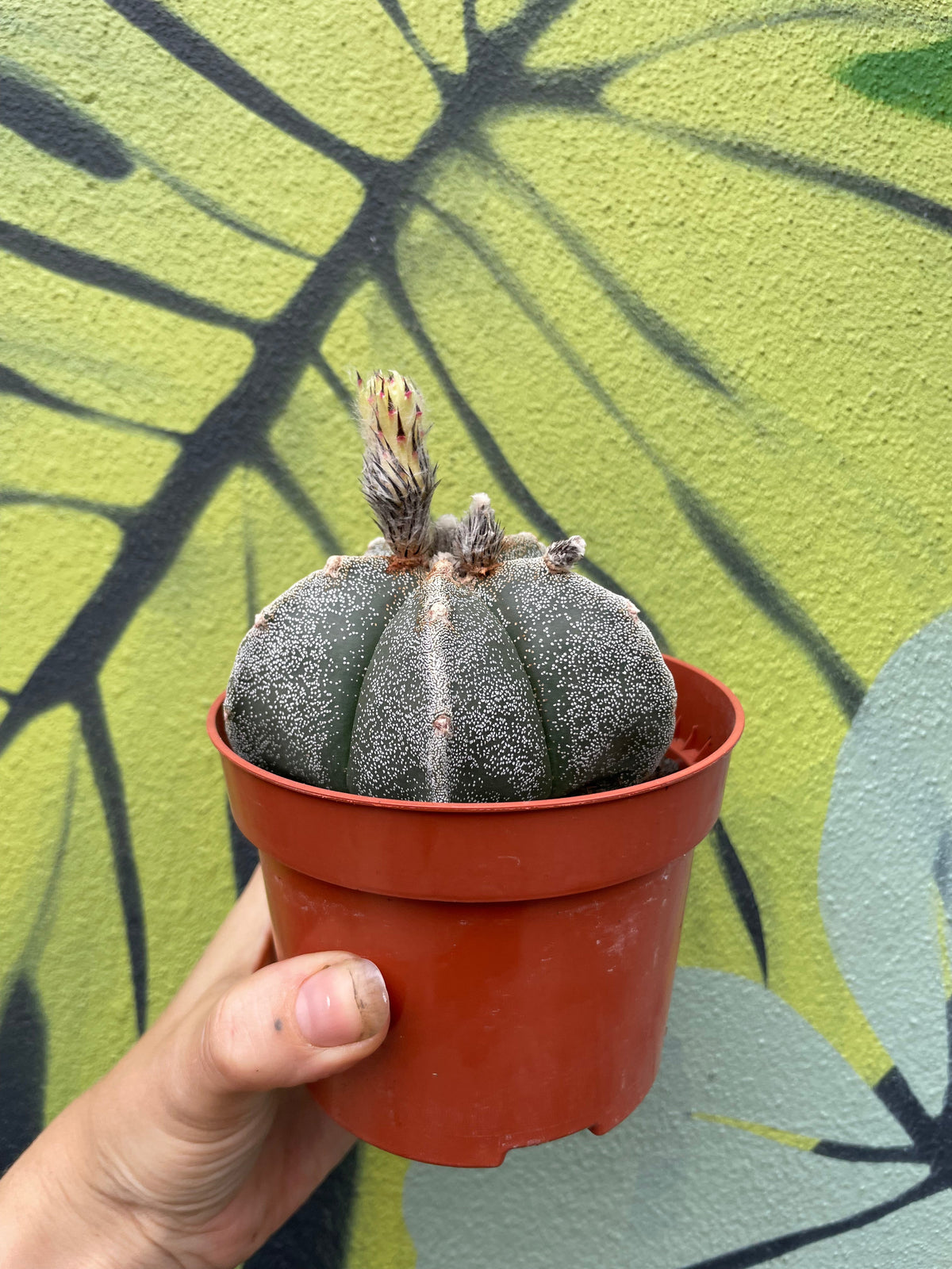Astrophytum myriostigma (Bishop’s Mitre)