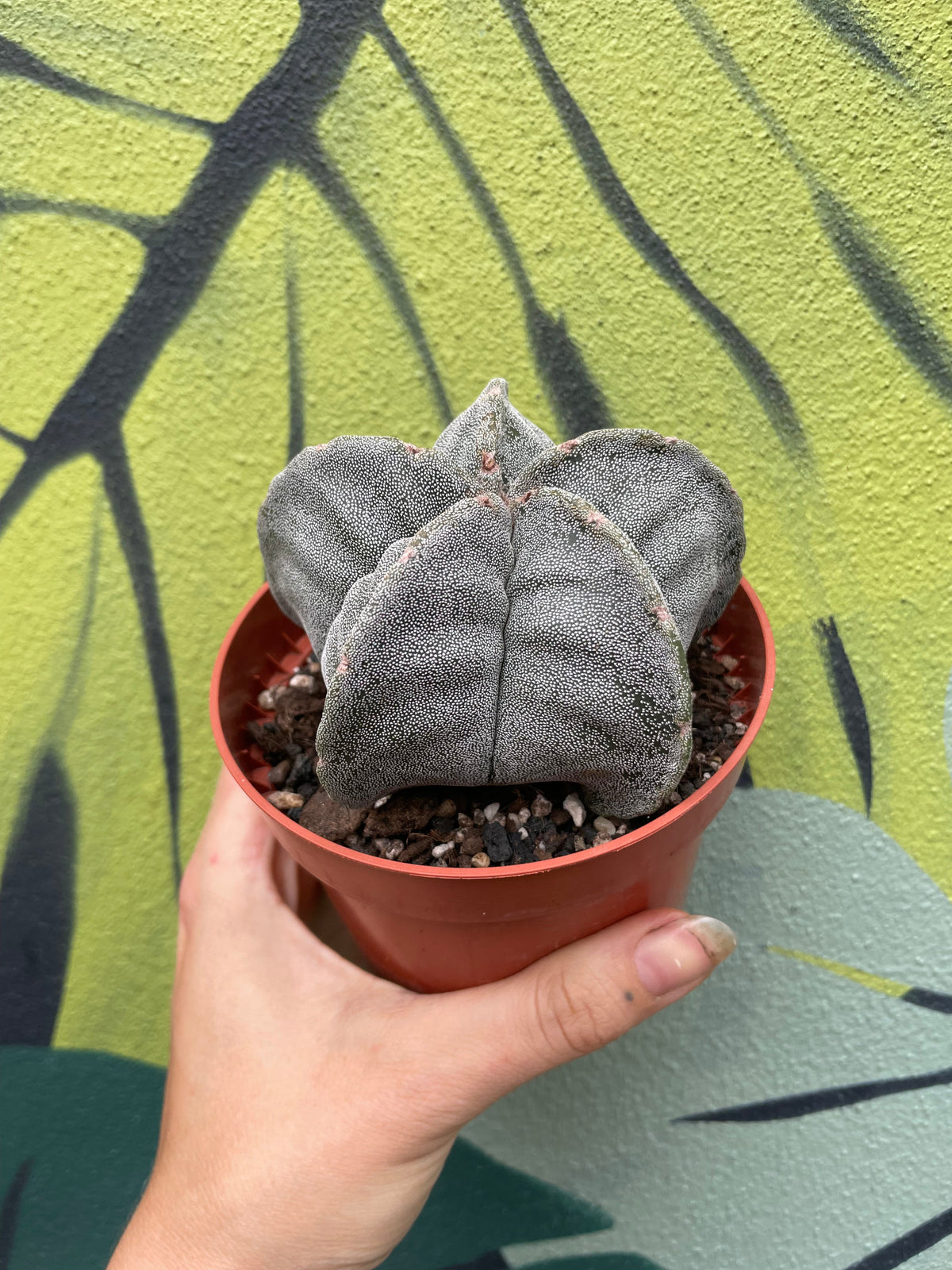 Astrophytum myriostigma (Bishop’s Mitre)