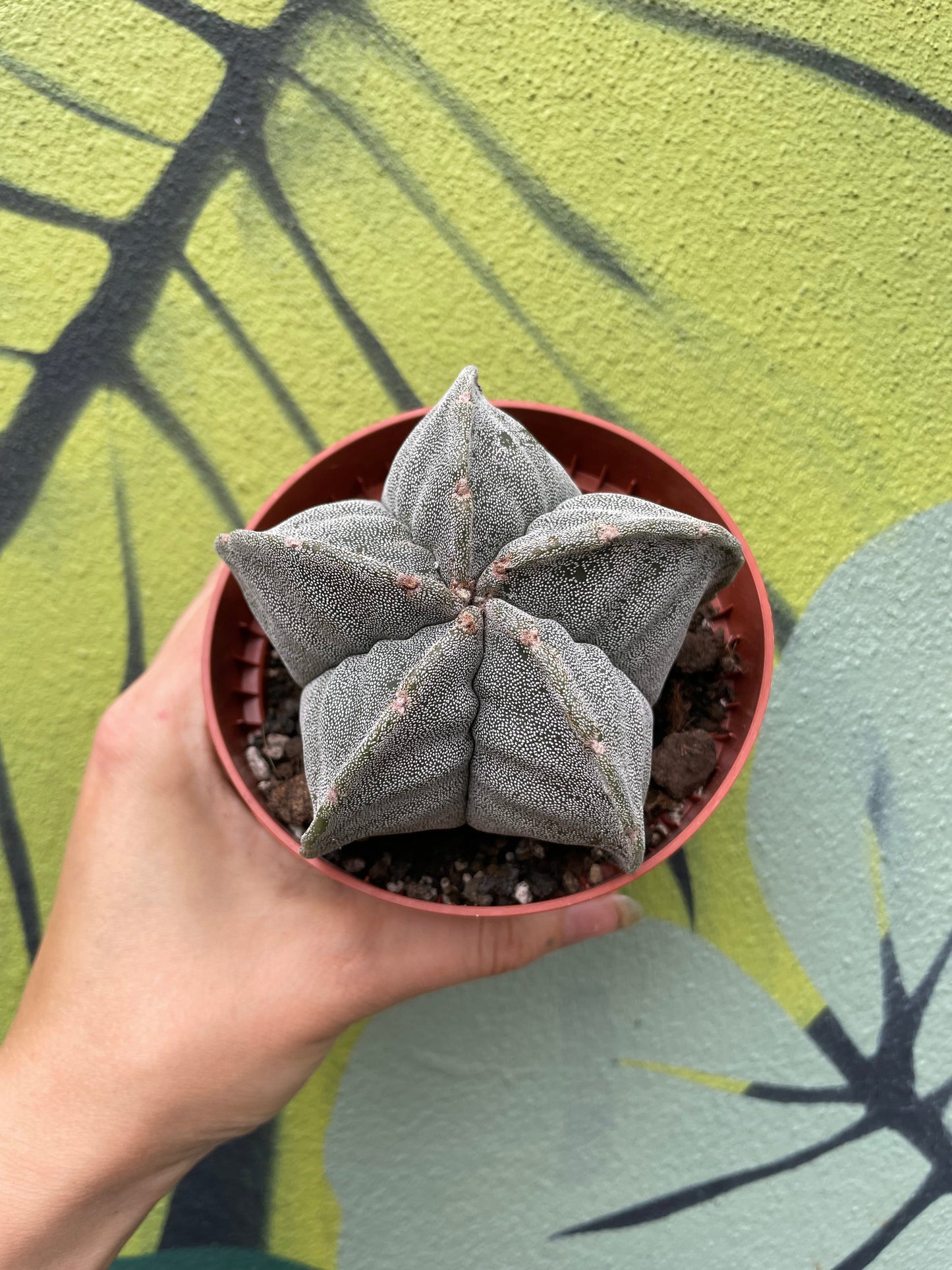 Astrophytum myriostigma (Bishop’s Mitre)