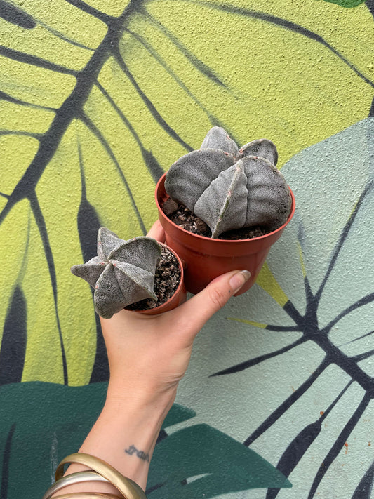 Astrophytum myriostigma (Bishop’s Mitre)