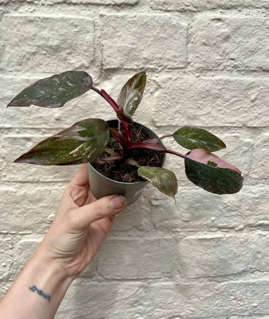 Philodendron erubescens 'Pink Marble'