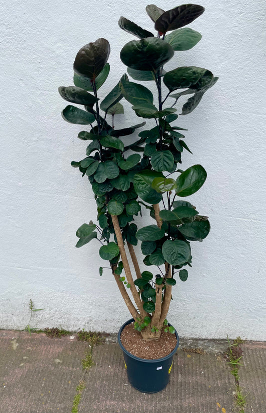 Polyscias Fabian Plant - Dinner Plate Aralia Houseplant