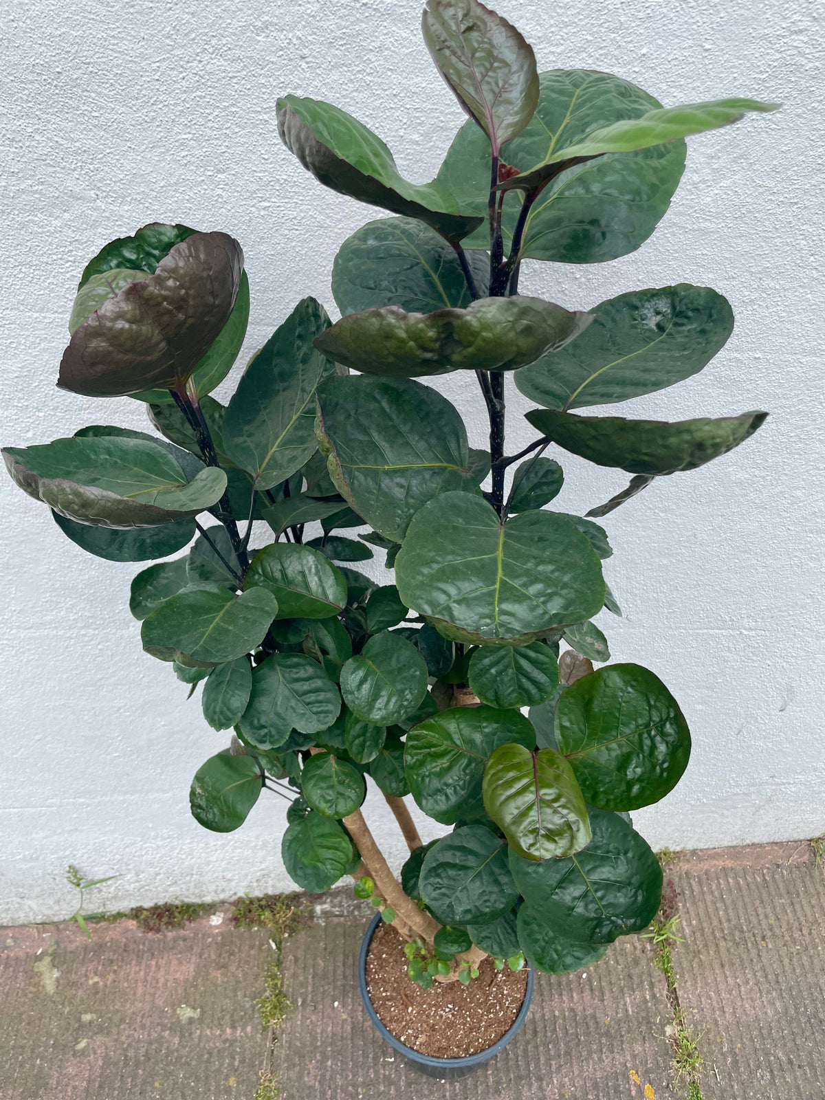 Polyscias Fabian Plant - Dinner Plate Aralia Houseplant