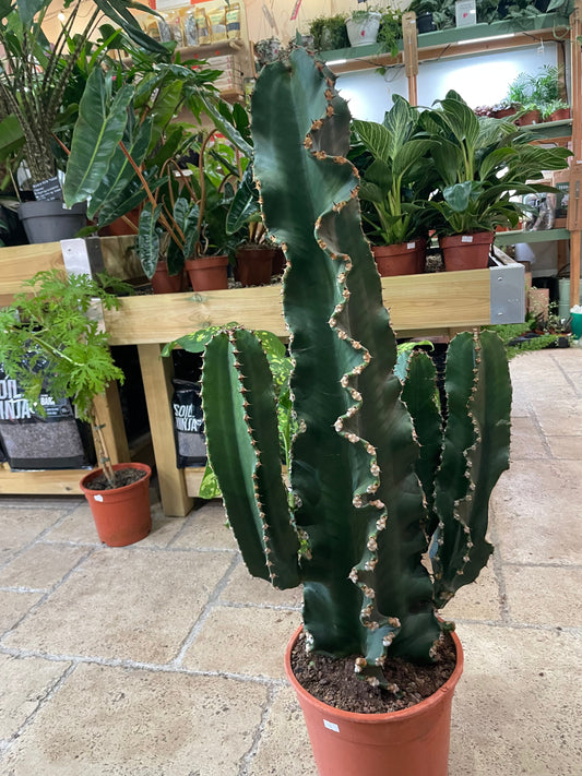 Euphorbia erytrea (Candelabara Cactus)
