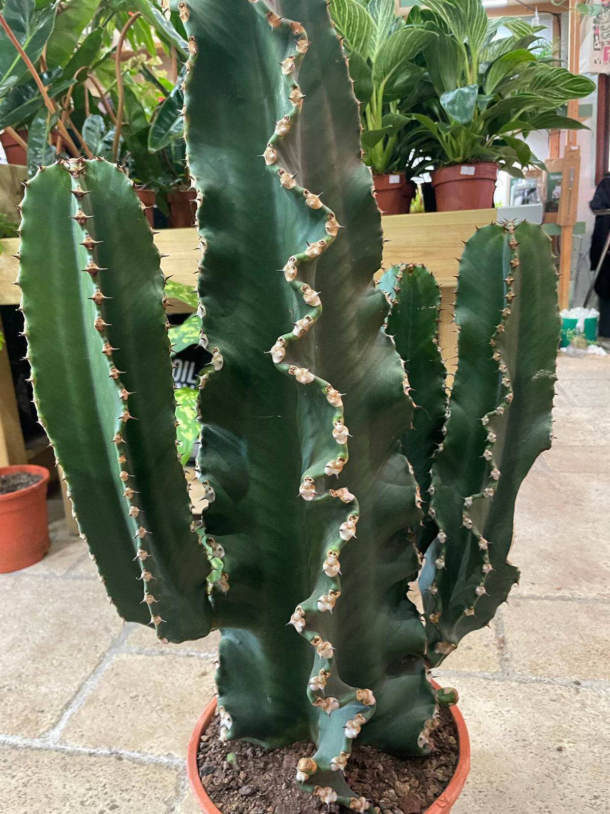 Euphorbia erytrea (Candelabara Cactus)