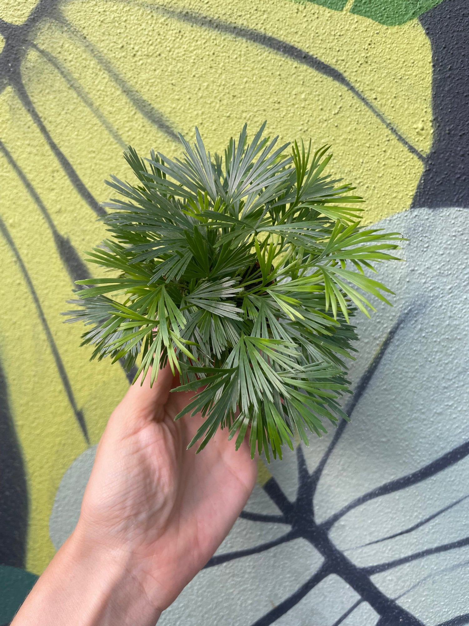 Actiniopteris australis (Eyelash fern)