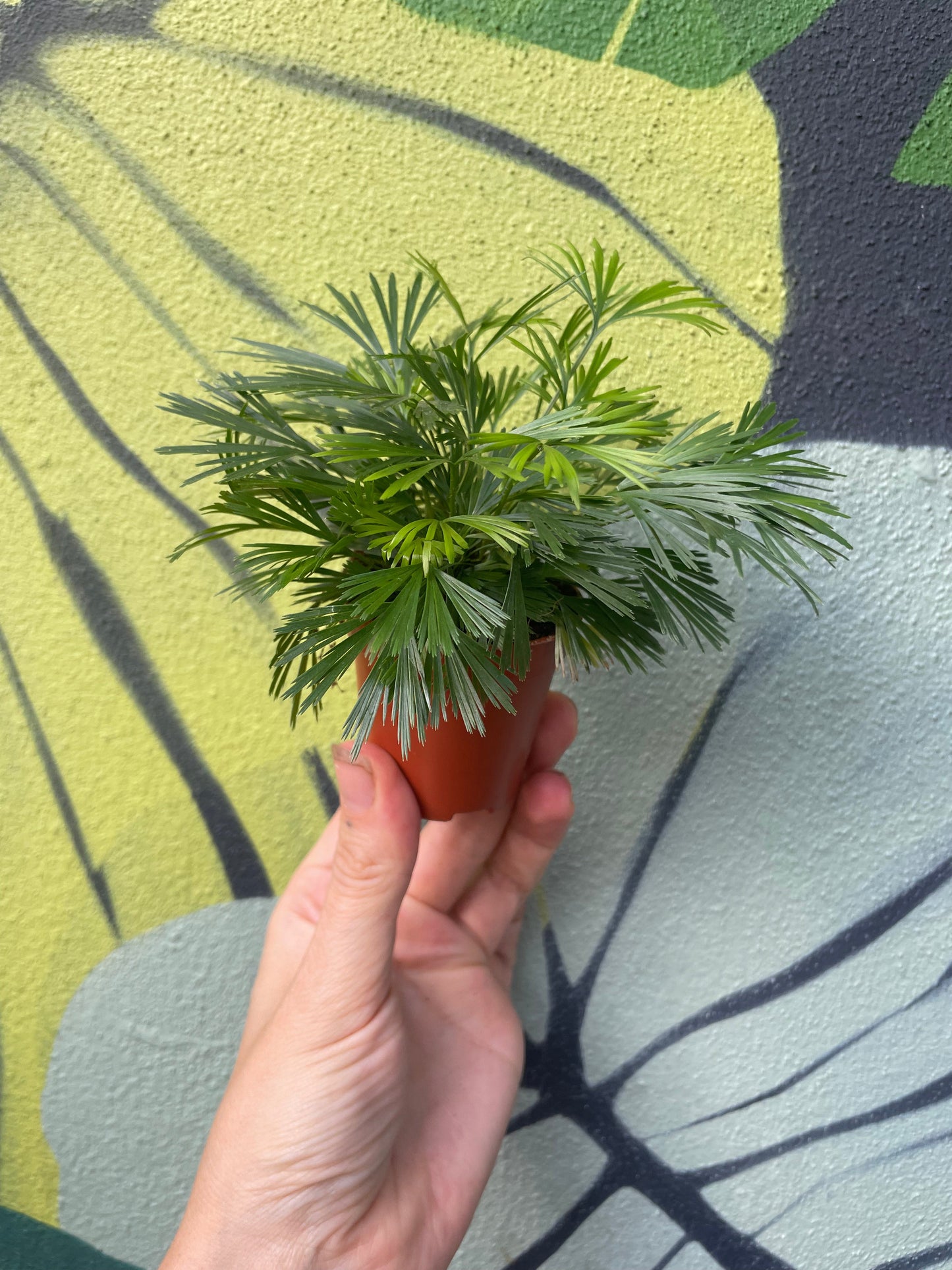 Actiniopteris australis (Eyelash fern)