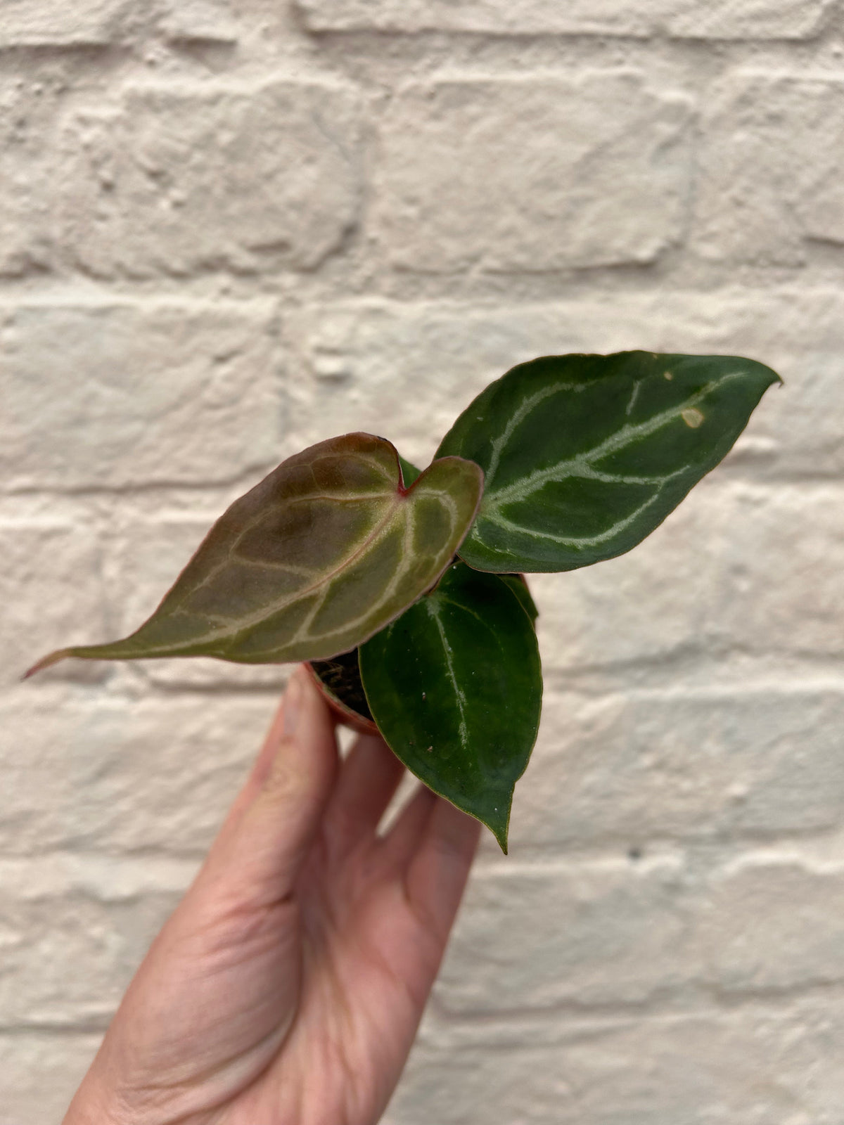 Anthurium crystallinum 'Silver Blush' (Crystal Anthurium)