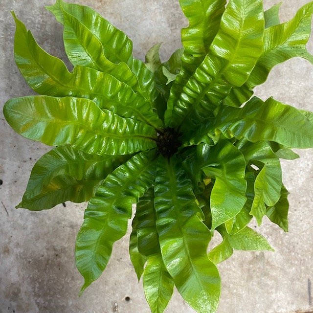 Asplenium nidus 'Crispy Wave' (Birds nest fern)