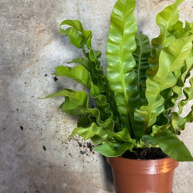 Asplenium nidus 'Crispy Wave' (Birds nest fern)