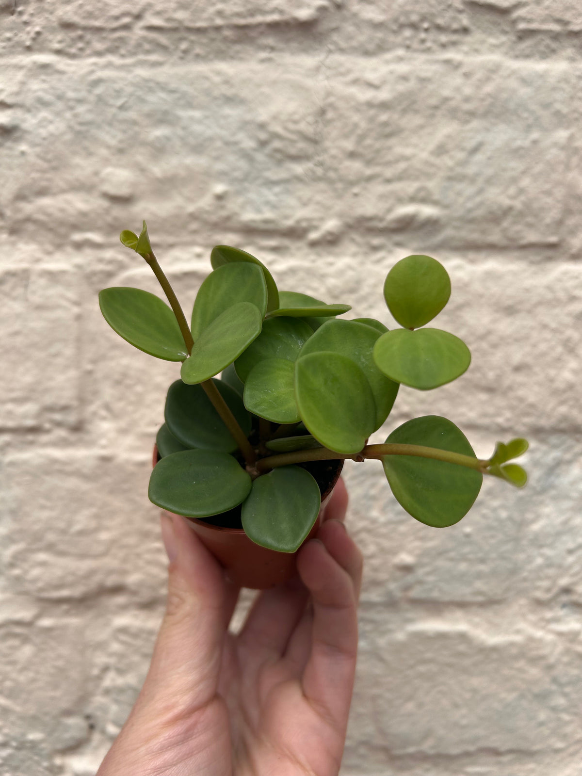 Peperomia Hope Plant - Peperomia Tetraphylla Houseplant