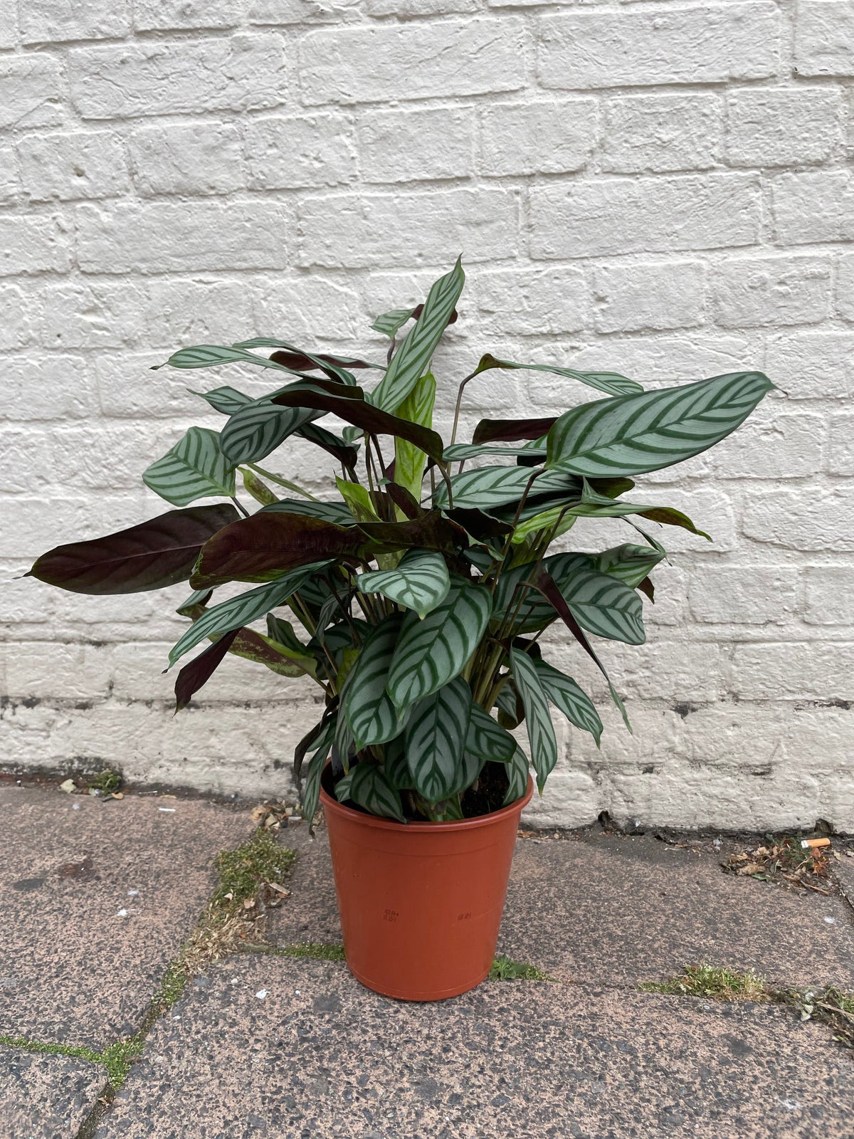 Ctenanthe Setosa Prayer Plant - Calathea Compact Star Houseplant