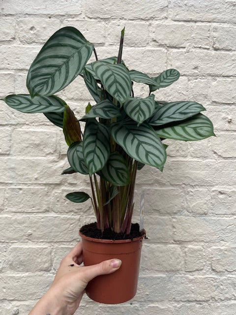 Ctenanthe Setosa Prayer Plant - Calathea Compact Star Houseplant