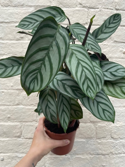 Ctenanthe Setosa Prayer Plant - Calathea Compact Star Houseplant