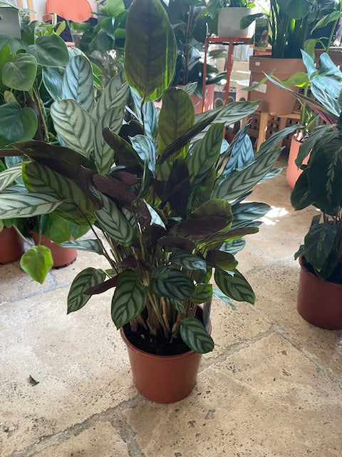 Ctenanthe Setosa Prayer Plant - Calathea Compact Star Houseplant