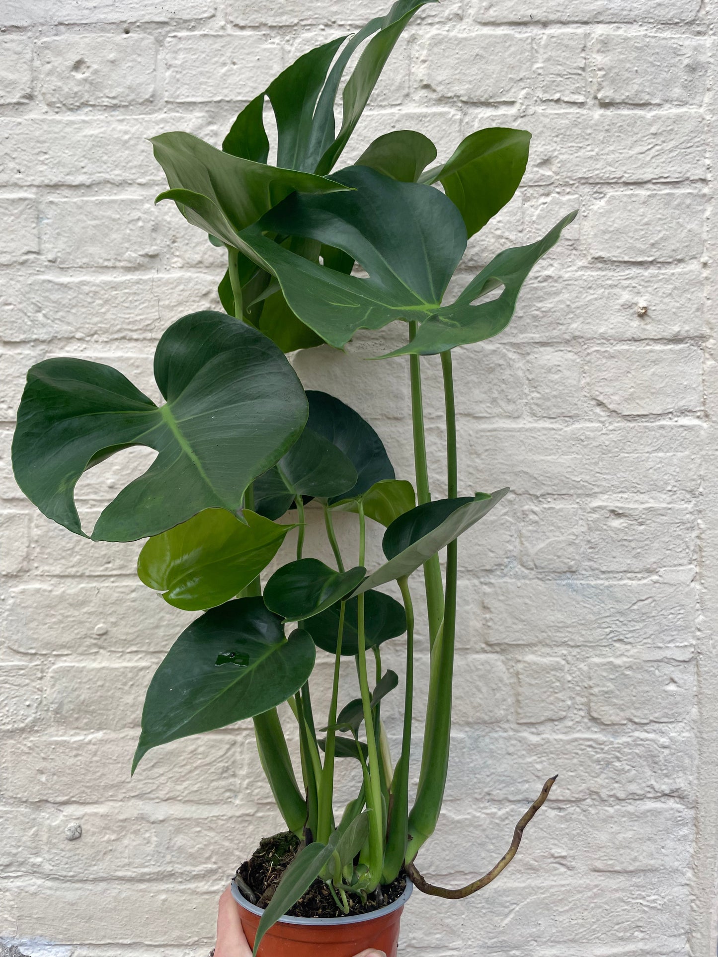 Monstera deliciosa (Swiss Cheese Plant)
