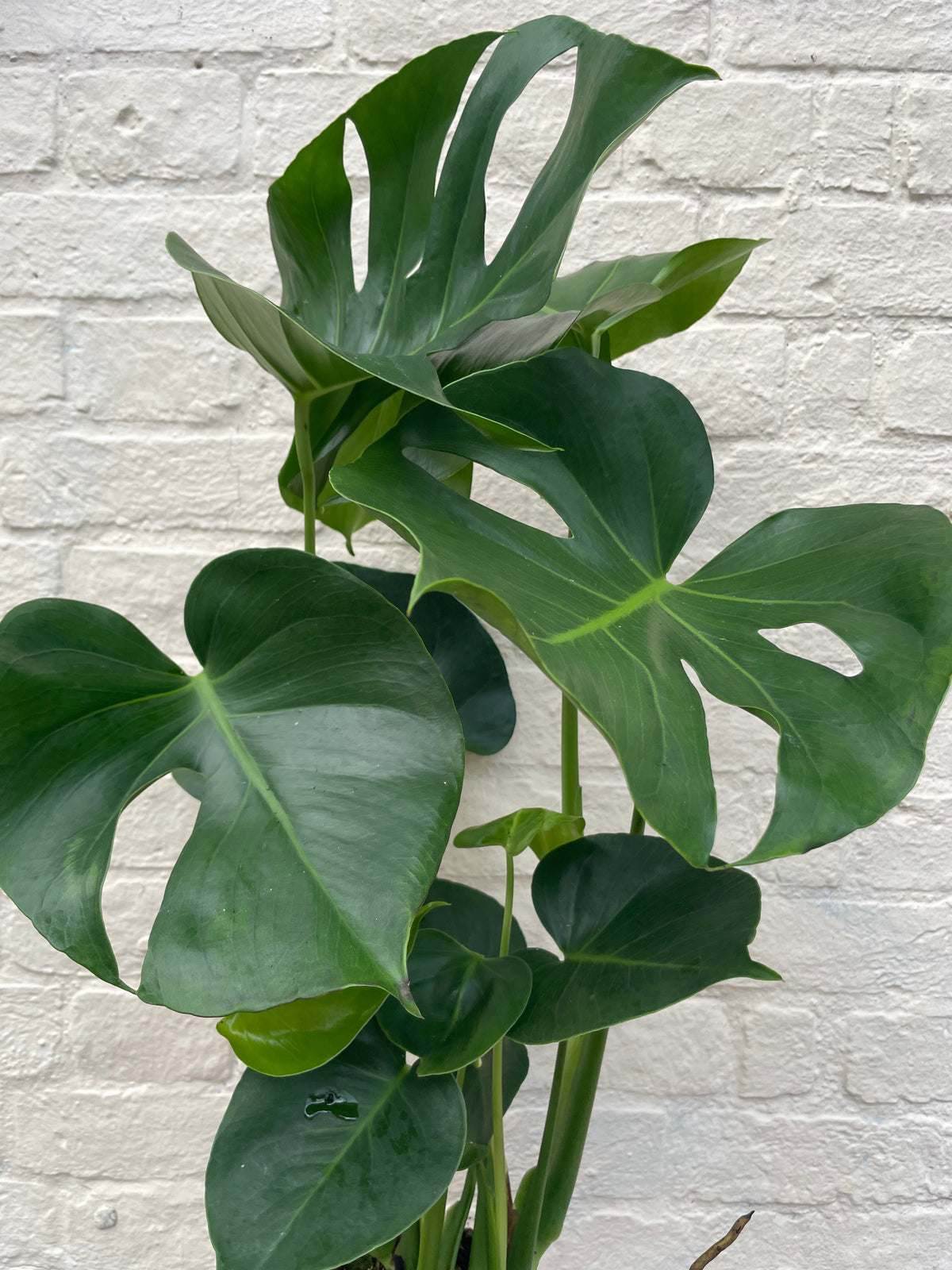 Monstera deliciosa (Swiss Cheese Plant)