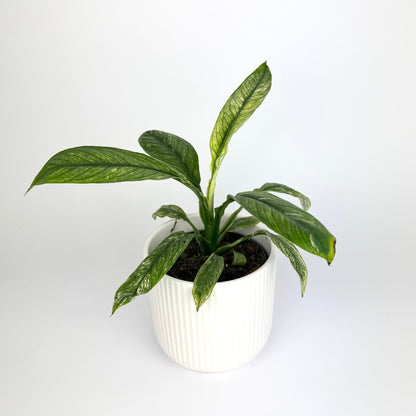 RARE Spathiphyllum Sensation Variegated Houseplant