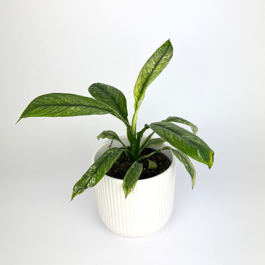 RARE Spathiphyllum Sensation Variegated Houseplant